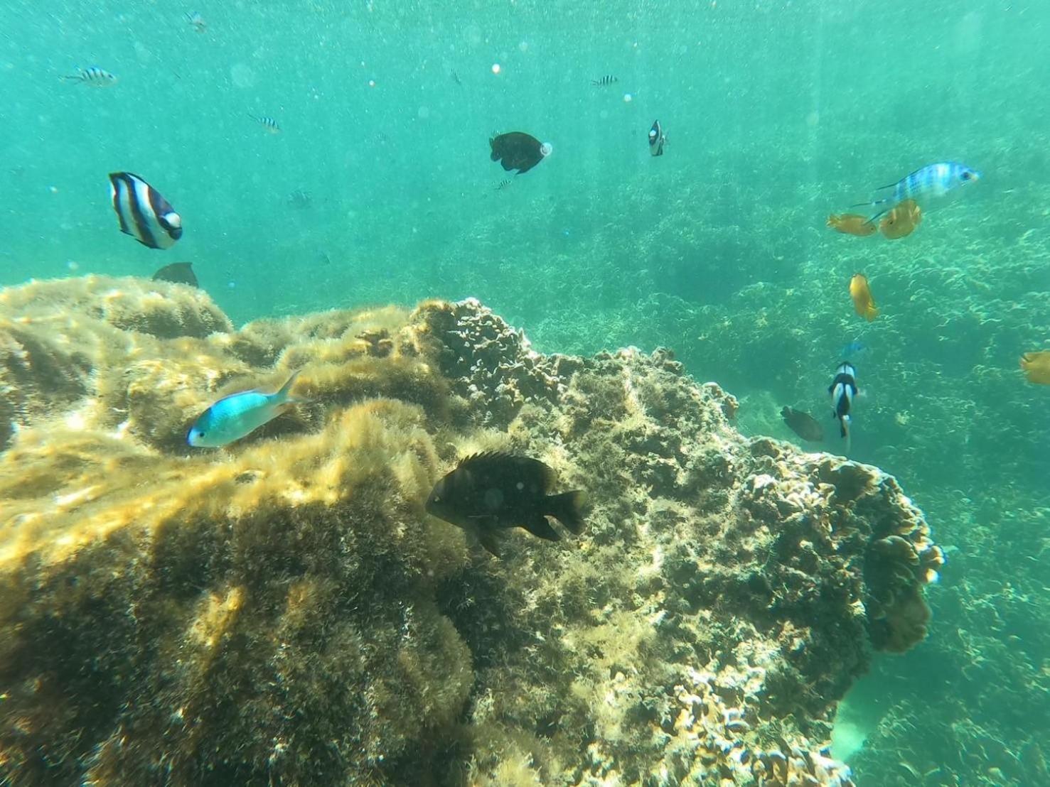 Coral Daire Onna Dış mekan fotoğraf