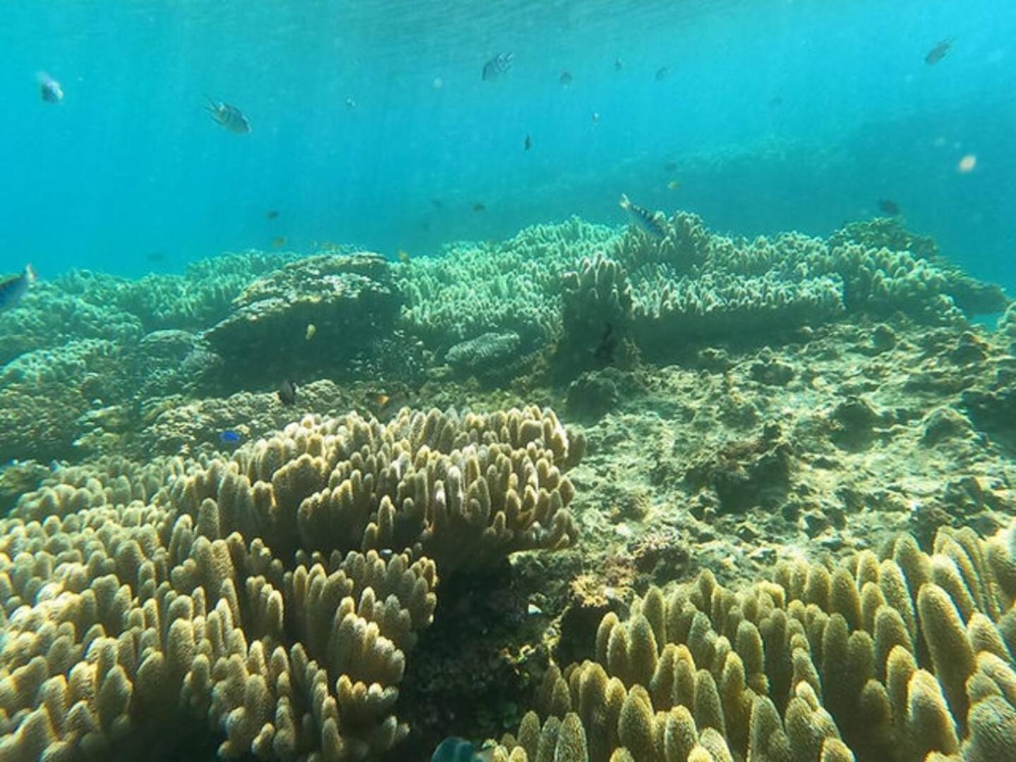 Coral Daire Onna Dış mekan fotoğraf