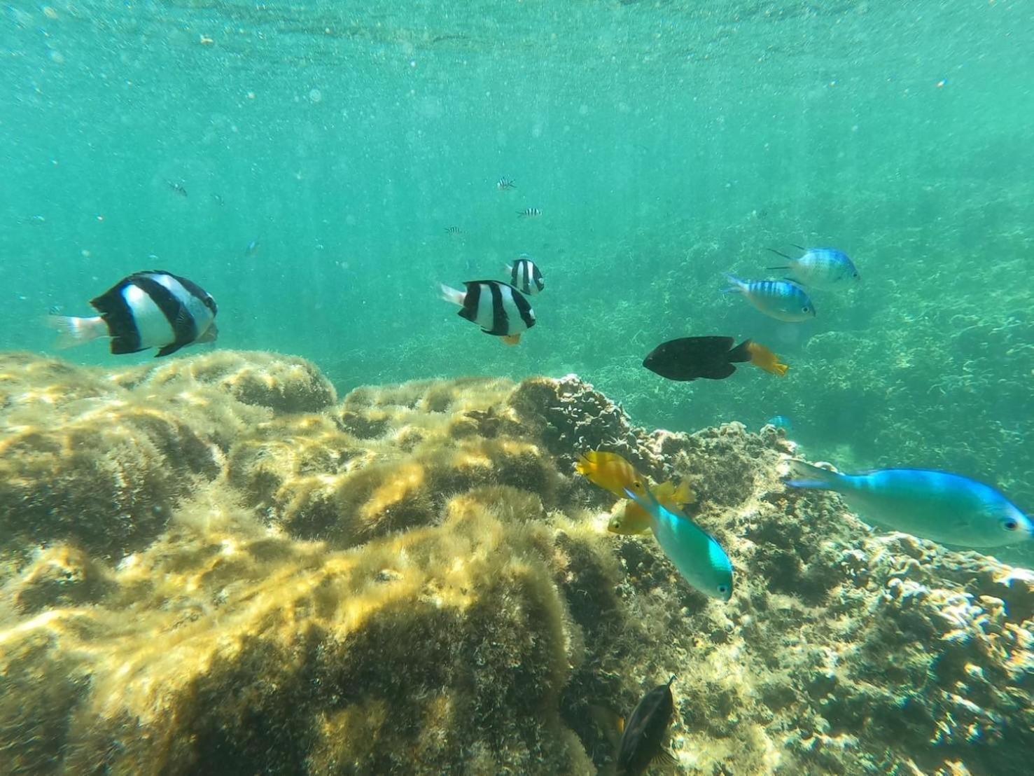 Coral Daire Onna Dış mekan fotoğraf